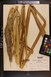 Spartina cynosuroides image