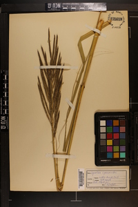 Spartina cynosuroides image