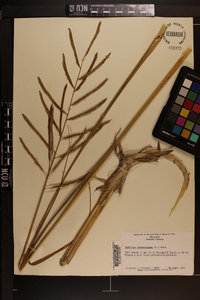 Spartina cynosuroides image