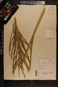 Spartina cynosuroides image