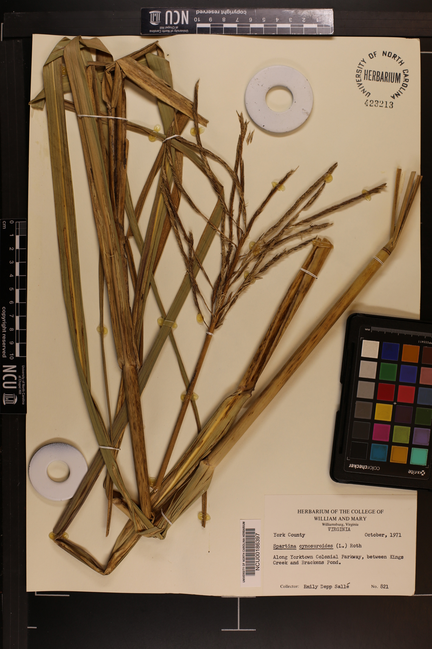 Spartina cynosuroides image