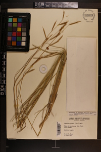 Spartina patens image