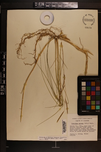 Spartina patens image