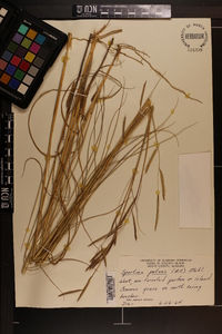 Spartina patens image