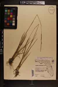 Spartina patens image