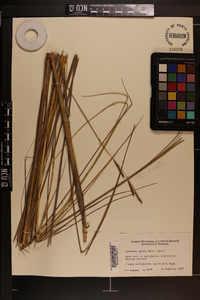 Spartina patens image