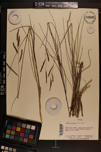 Spartina patens image