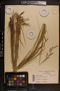 Spartina patens image