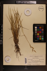 Spartina patens image