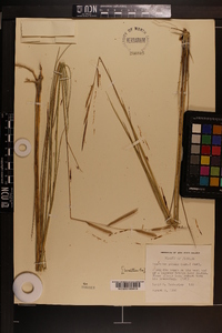 Spartina patens image