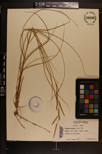 Spartina patens image