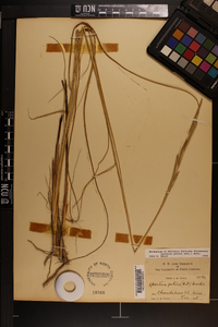 Spartina patens image