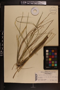 Spartina patens image