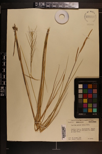 Spartina patens image