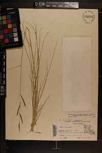 Spartina patens image