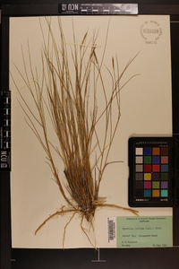 Spartina patens image