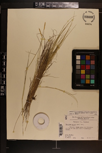 Spartina patens image