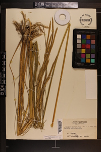 Spartina pectinata image