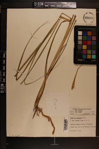 Spartina pectinata image