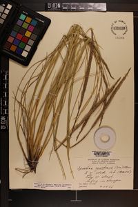 Spartina spartinae image