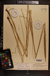 Spartina spartinae image