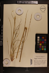 Spartina spartinae image