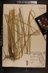 Spartina spartinae image