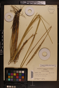 Spartina spartinae image