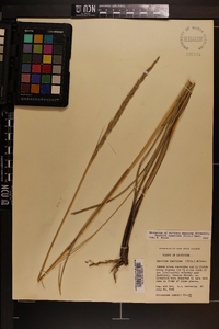 Spartina spartinae image