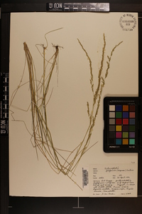 Sphenopholis filiformis image