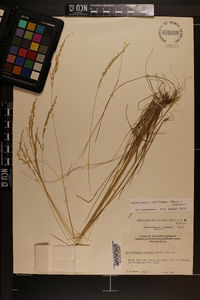 Sphenopholis filiformis image