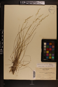 Sphenopholis filiformis image