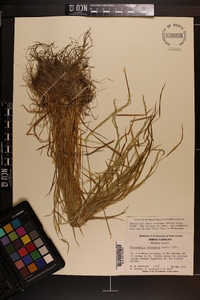 Sphenopholis intermedia image