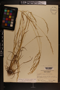 Sphenopholis intermedia image