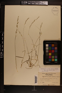 Sphenopholis nitida image