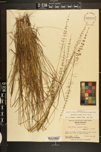 Sporobolus junceus image