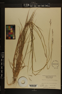 Triplasis purpurea image