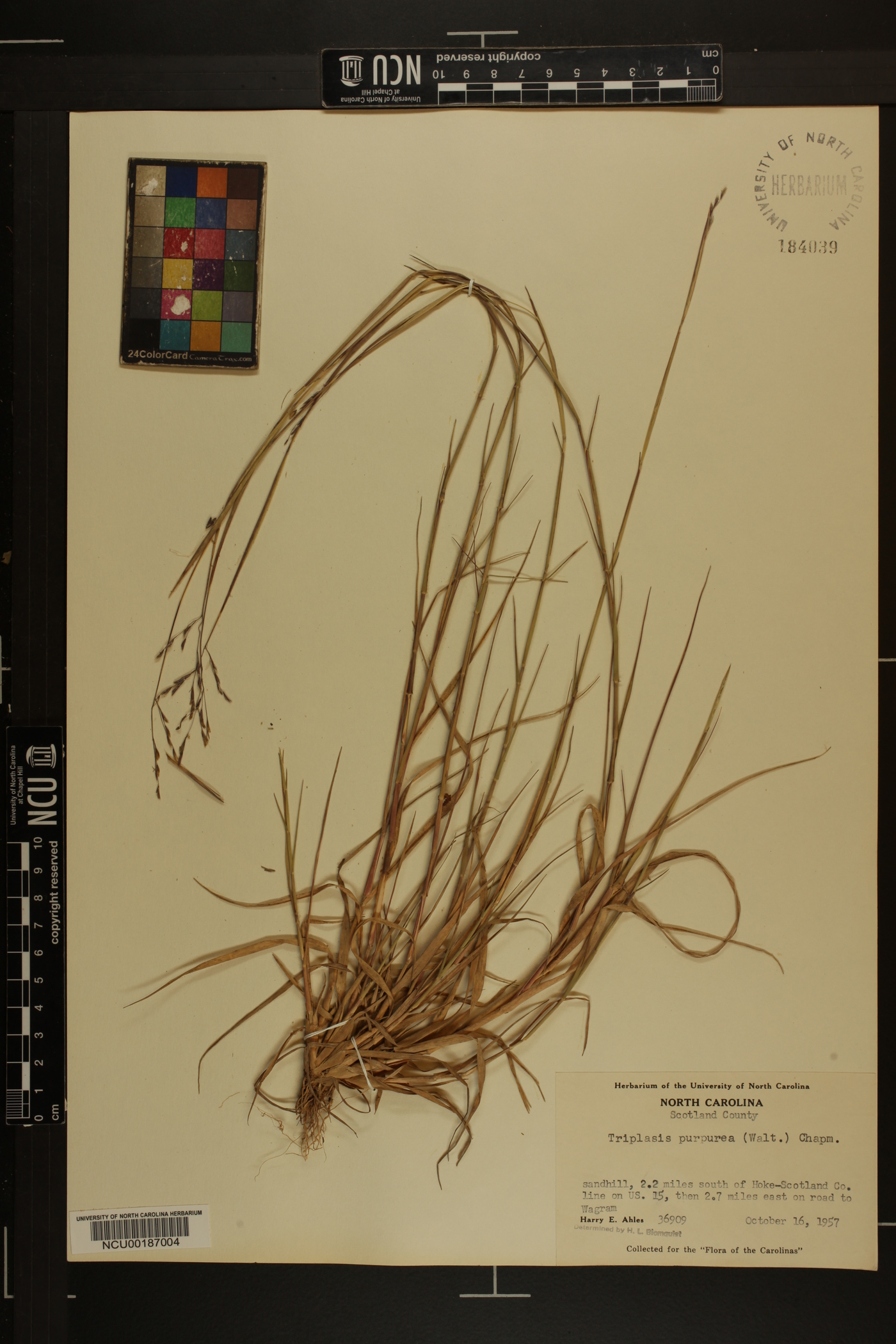 Triplasis purpurea image