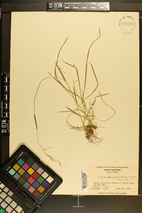 Sphenopholis pensylvanica image