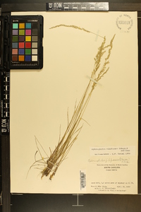 Sphenopholis filiformis image