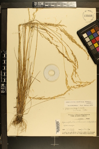 Sphenopholis filiformis image