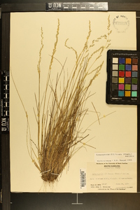 Sphenopholis filiformis image