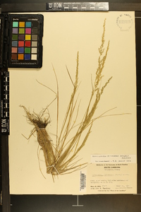 Sphenopholis filiformis image