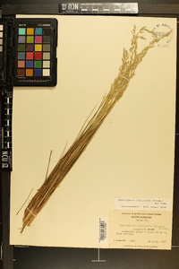 Sphenopholis filiformis image