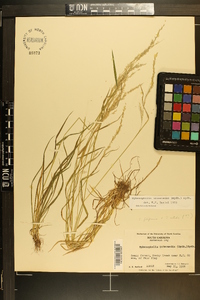 Sphenopholis intermedia image