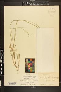 Sporobolus clandestinus image