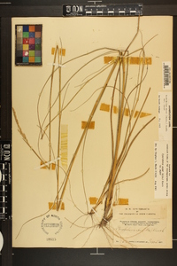 Sporobolus compositus image