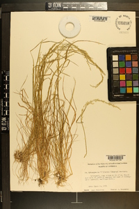 Sphenopholis filiformis image