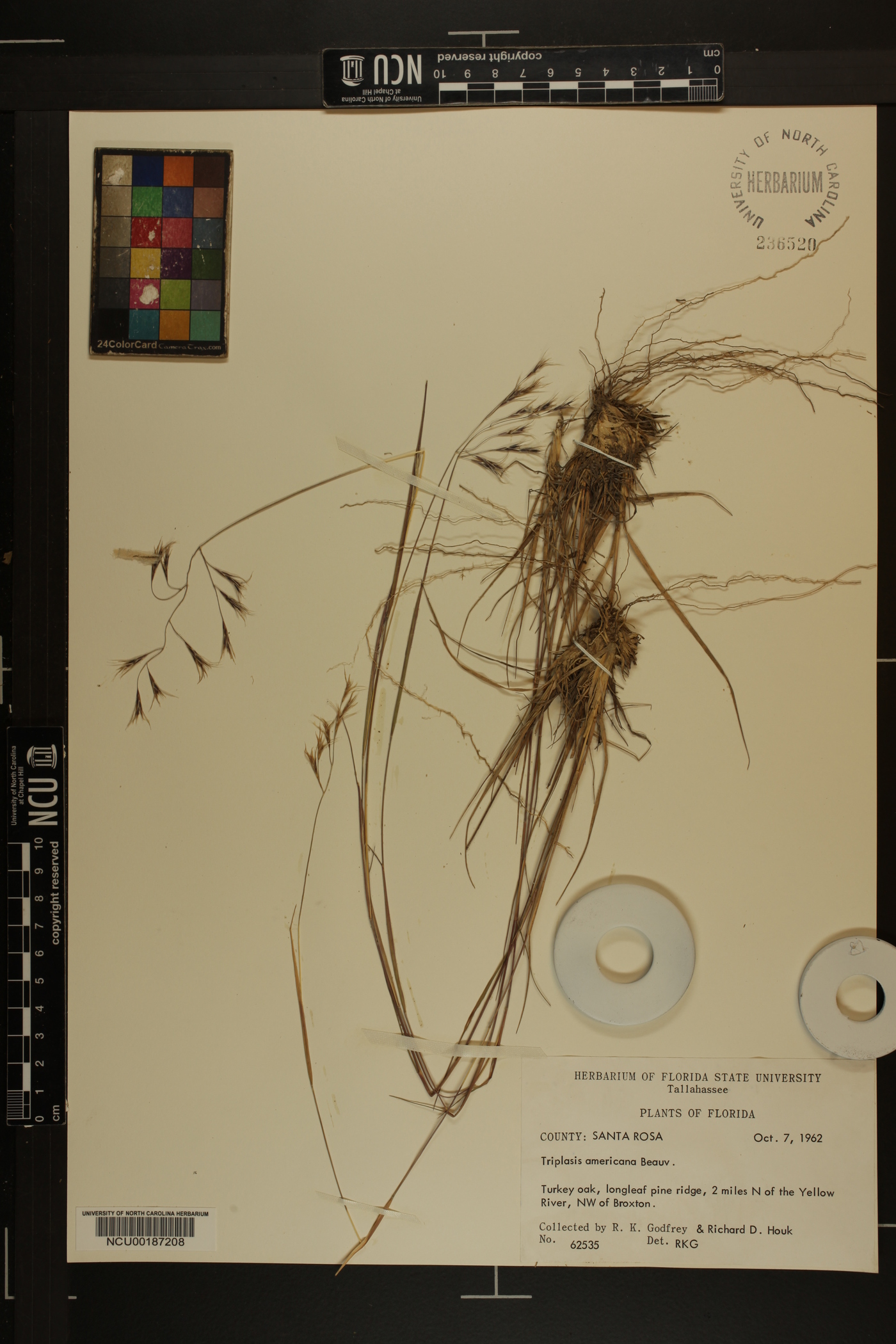 Triplasis americana image