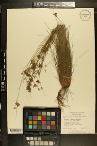 Bulbostylis coarctata image